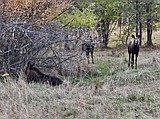 Cow moose unlawfully shot near the community of Clearwater