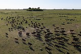 Ranchers oppose Trump's plan to import more Argentine beef