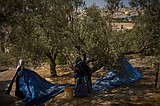 Monks, nuns continue to gather olives where Jesus prayed