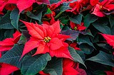 Get in holiday spirit with poinsettias from Ponderay Rotary