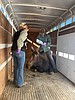 Moose relocated from Chubbuck neighborhood