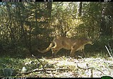 UM students explore animal behavior with camera traps