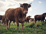 PET TALK Protecting livestock from the new world screwworm