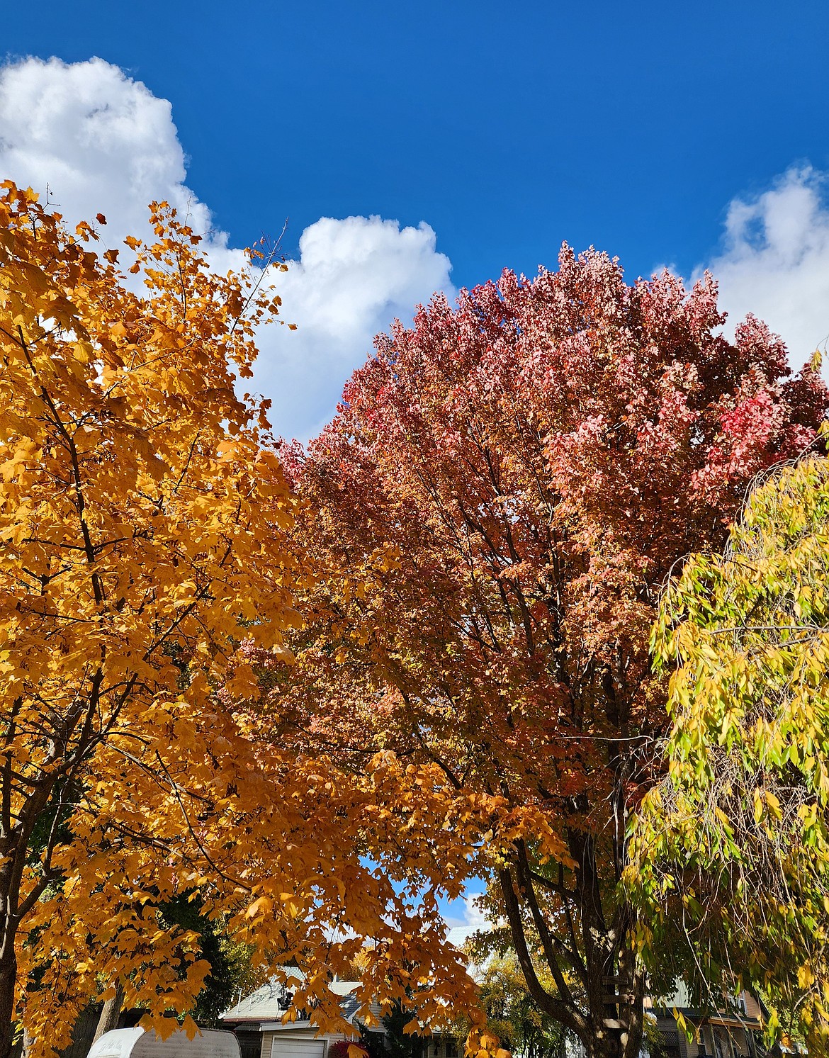 Up to 80% of nutrients absorbed by trees from the ground end up in their leaves. These leaves contain twice the mineral content of manure, making them an excellent soil amendment.