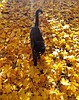 Smart and sustainable ways to use fall foliage in your garden