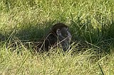 Monkey escape in Mississippi gives a glimpse into the secretive world of animal research
