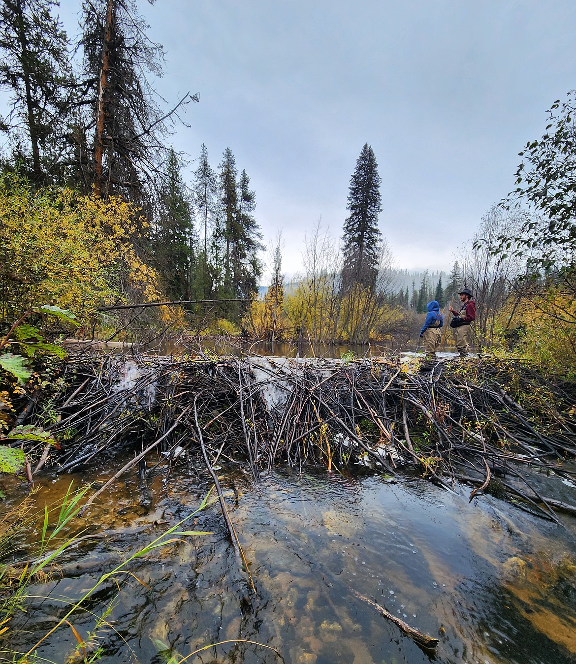 Two volunteers stand over a beaver dam in Lolo National Forest during the Clark Fork Coalition's annual Beaver Blitz Oct. 4-5. (Courtesy of Carmen Murrill/Wild Montana)