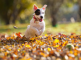 What to know about dogs and acorns