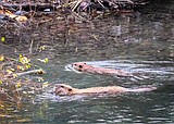 Glacier National Park beaver tests positive for rare, but serious tularemia