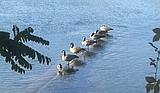 Duck, goose, goose, goose ...