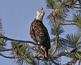 Eagles are already flying high