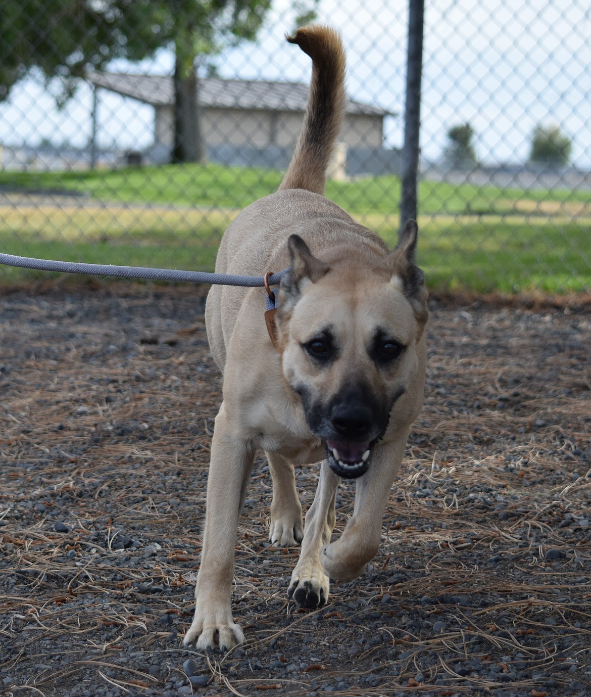 Poppy is one of the long-term residents at Grant County Animal Outreach. She, along with the other dogs and cats of the shelter, will be moved to a new $2.5 million facility in August 2026. Grant County Animal Outreach will break ground on the building on Monday.