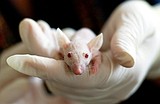 Mice test positive for bird flu in Grant County