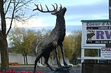 Cd’A Elks celebrate new elk