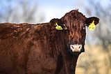 Shortage of rural vets endangering the nation’s food supply