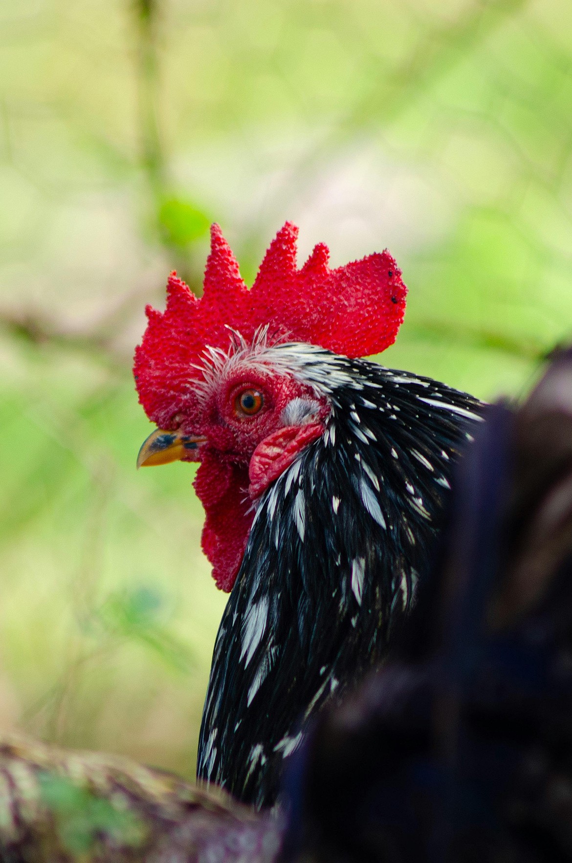 One Washington resident in Grays Harbor County has tested positive for H5N5, a specific type of bird flu that has not previously been reported in humans. The resident is hospitalized, and the risk to the public remains low, according to the Washington Department of Health.