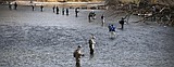 Steelhead are coming to the Boise River on Nov. 21