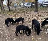 More than 20 dogs removed from Grant Co. residence