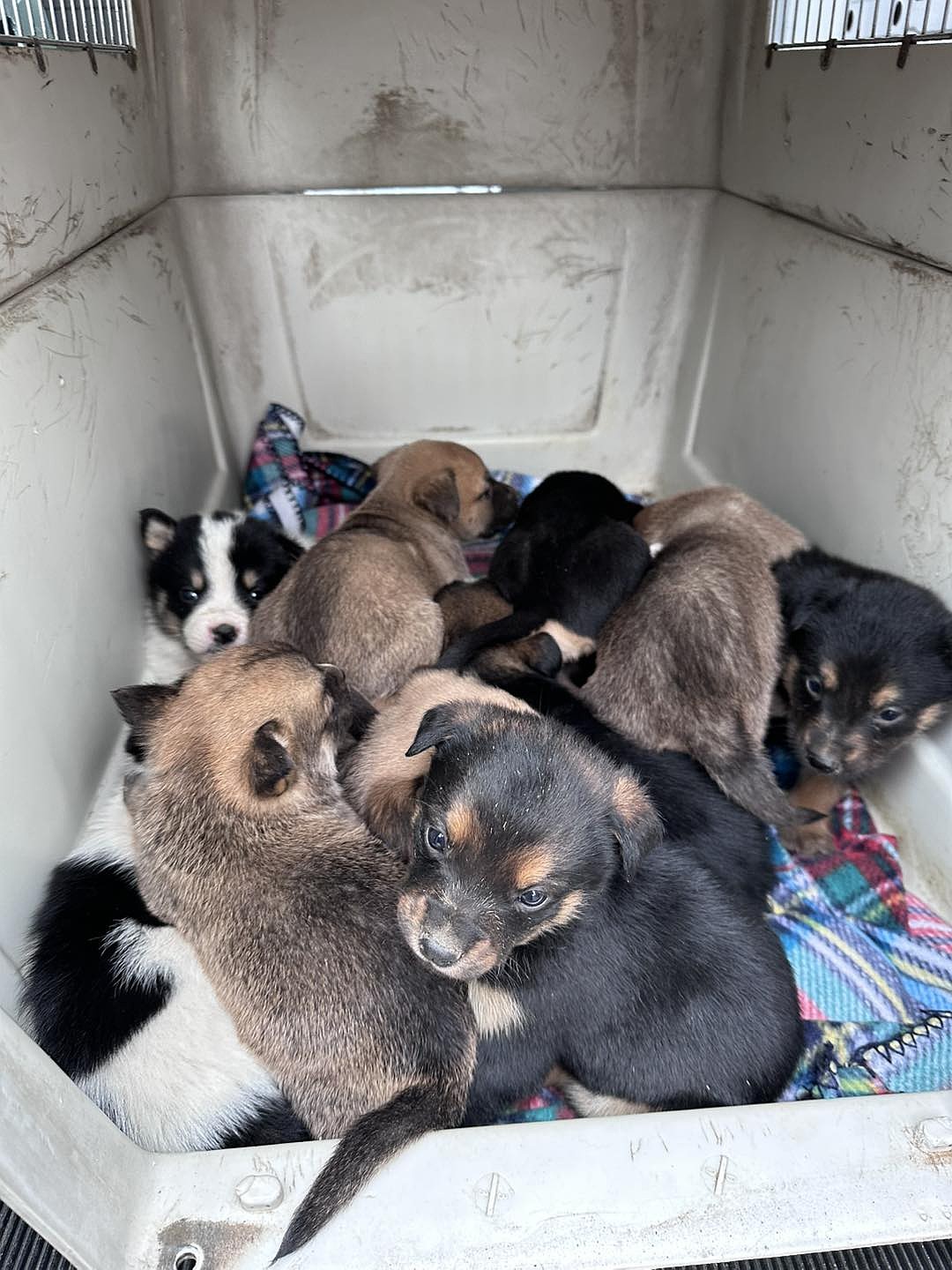 One of the litters of puppies in a crate following their rescue. The puppies taken from the property were transported to the GCAO shelter where they will be cared for until they are ready to be adopted.