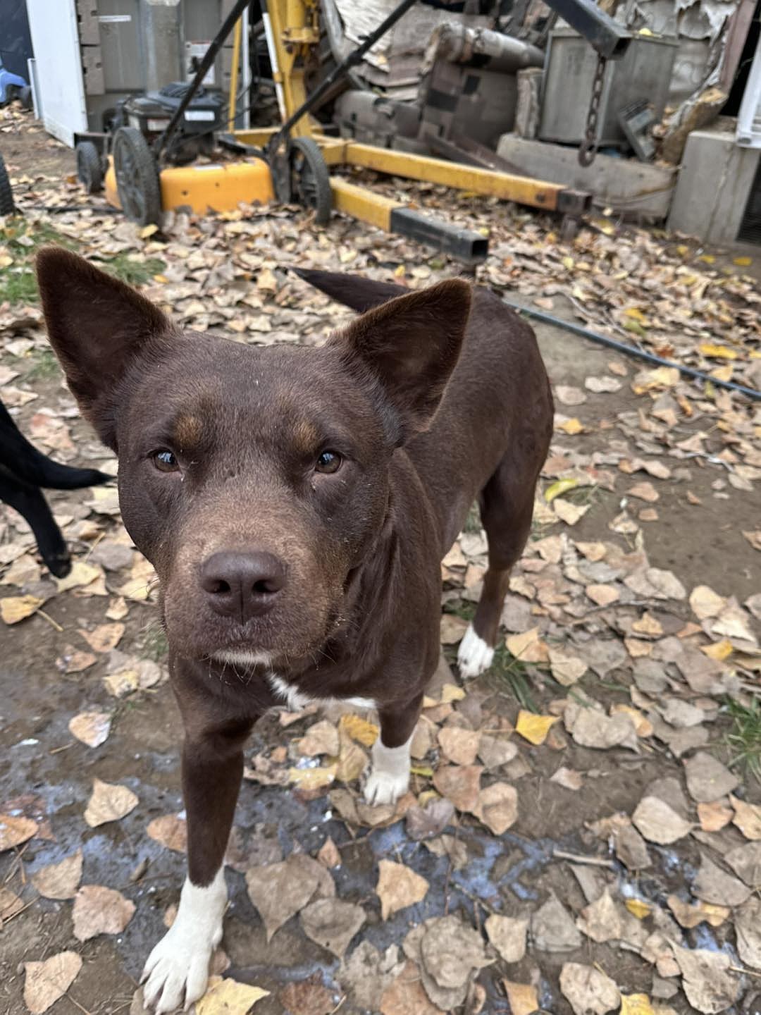 A photo of one of the many dogs that were found on the property in Grant County. While most of the puppies were taken into the GCAO shelter and some of the dogs are still on the property, there were two that quickly found a home following the rescue.