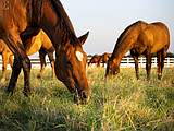 PET TALK Stopping the spread of EHV-1: Five things to know about equine herpesvirus
