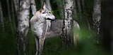 Thousands of genomes reveal the wild wolf genes in most dogs’ DNA