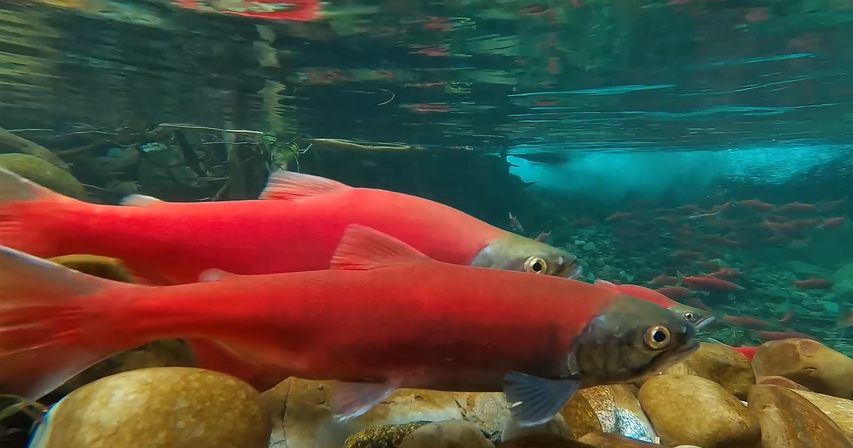 The future of Idaho's kokanee