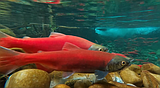 The future of Idaho's kokanee