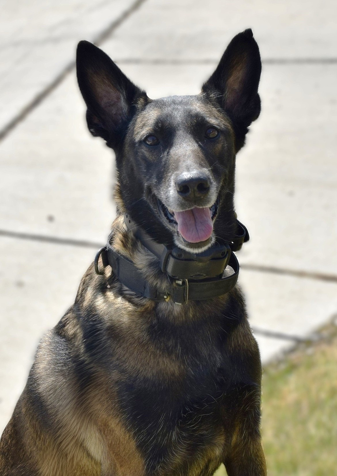 Quincy Police Department Narcotic K-9 Sarah. She is a Belgian Malinois who has worked with the department since 2020.