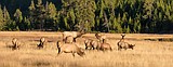 Escaped domestic elk tests negative for chronic wasting disease