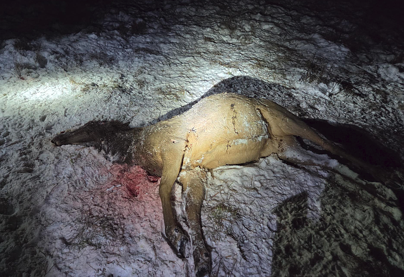 Can Elk Be Kept on Private Land? Essential Facts to Know