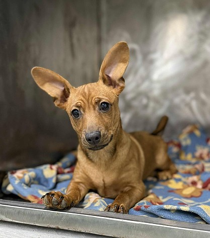 Big ears, even bigger heart