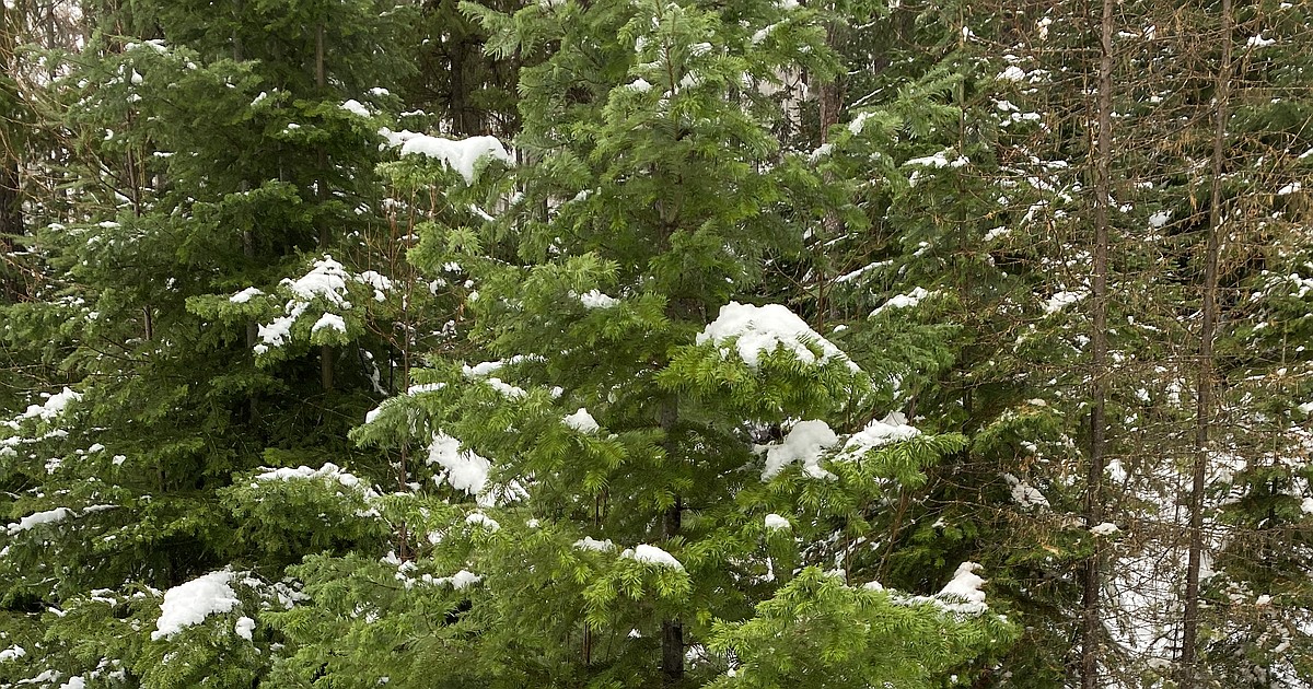Christmas tree hunts a Montana tradition