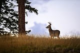 Fish and Wildlife Commission votes to reduce nonresident deer licenses