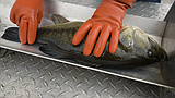 Study underway on largemouth bass in Coeur d’Alene’s Chain Lakes