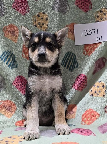 Howl about you adopt Hurricane