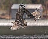 Audobon invites public to watch eagles