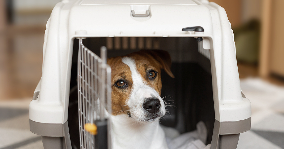 PET TALK Em-bark-ing on a holiday getaway: Tips for traveling with pets