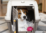 PET TALK Em-bark-ing on a holiday getaway: Tips for traveling with pets