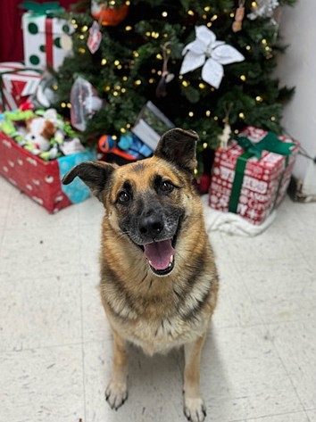 All Georgine wants for Christmas is a home