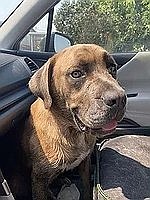 Frankie, one of the animals at Rock Bottom Rocker Pet Pantry, will have an Angel Tree tag at Akins Fresh Market in Soap Lake. On his list, he asks for a raised dog bed, pig ears, beef knuckles, big and durable toys, a forever family or a donation in his name to the pet pantry.