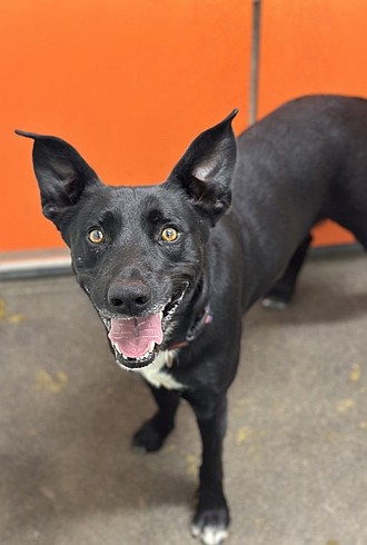 Adopt the whole package