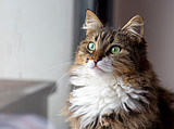 A hidden cancer behind feline digestive issues