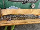 Help Fish and Game study burbot in the Kootenai River — and earn rewards