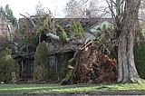 Wednesday's windstorm in photos