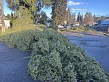 Toppled trees, power outages in North Idaho