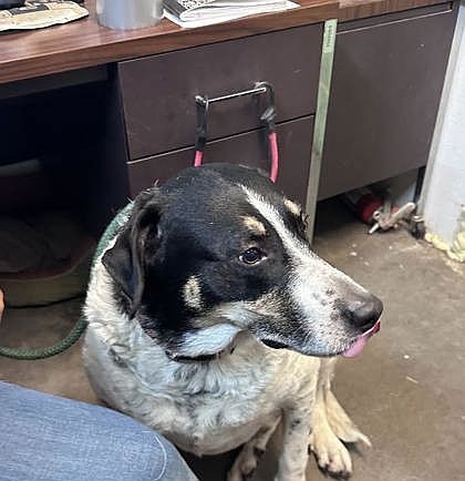 Hammy wants to hog your heart this Christmas