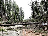 Forest officials continue assessing wind-damaged areas
