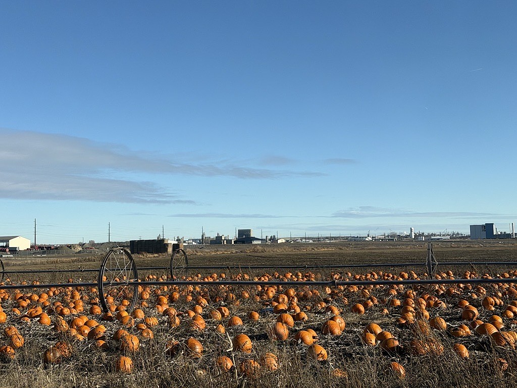 Pumpkins sit in a field just off L Road NW in rural Moses Lake Saturday morning. While the weather Saturday was beautiful, there’s a chance of snow or rain throughout the week. Those hoping for a white Christmas may get lucky, but it’s not a certainty with rain as likely as snow.