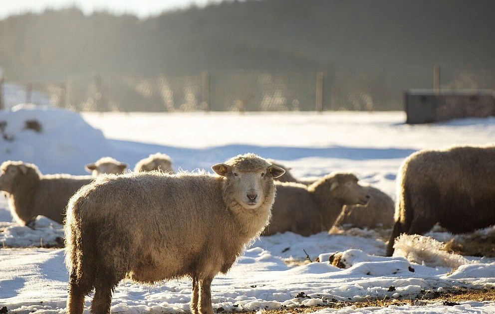 PET TALK Breathing easy: Protecting livestock from respiratory disease